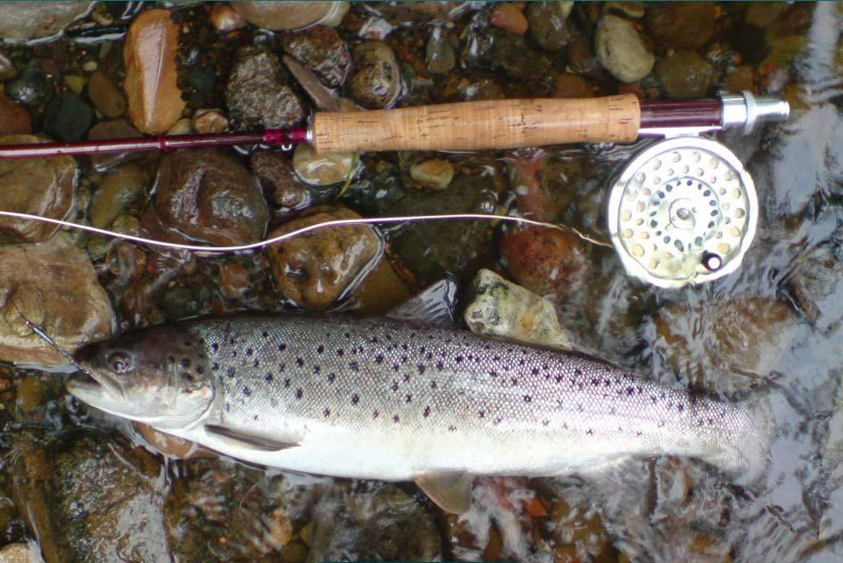 Image linking to the Fishing page for details of  and the  on offer there: There is a wealth of opportunity for anglers and fishermen to come home with something to brag about around the Sloop Inn, Llandogo.  With the world famous fishing of the River Wye behind the pub, as well as a multitude of streams and brooks as well as well stocked trout lakes, all sporting tastes are well catered for.